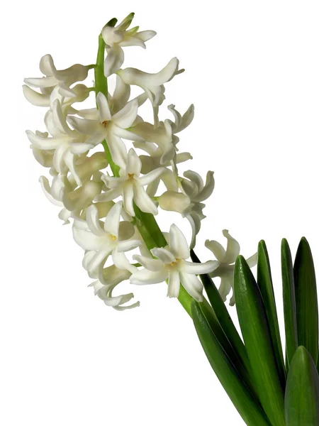 Άσπρα λουλούδια του Υάκινθου — Φωτογραφία Αρχείου