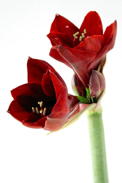 Amarylis kırmızı çiçekler — Stok fotoğraf
