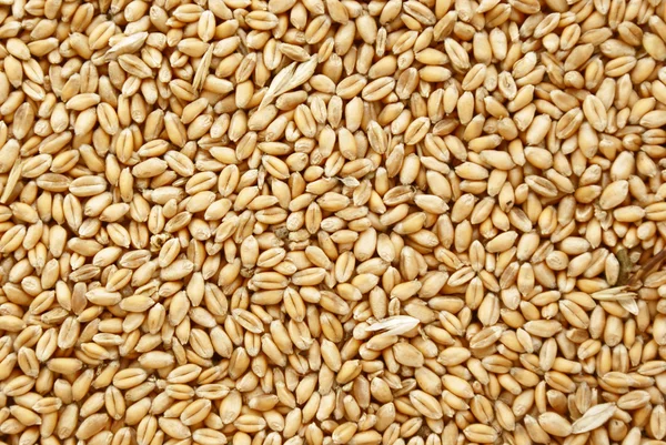 Wheat seeds — Stock Photo, Image
