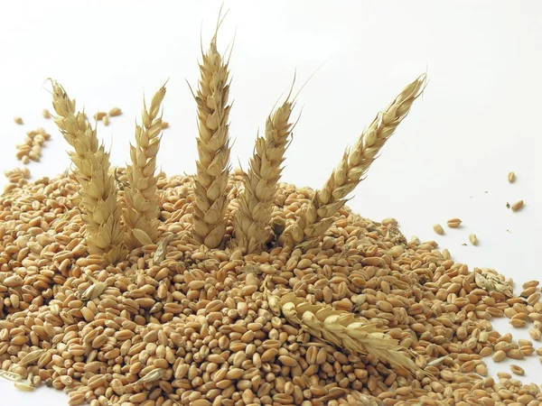 Semeno pšenice a uši — Stock fotografie