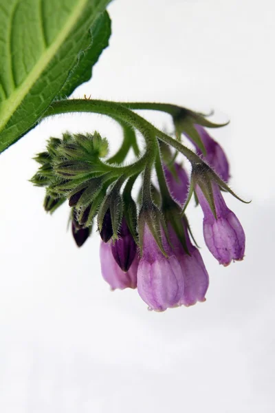 Lila çiçek karakafes bitki — Stok fotoğraf