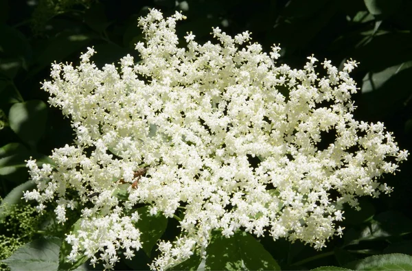 Fiori bianchi di sambuco — Foto Stock