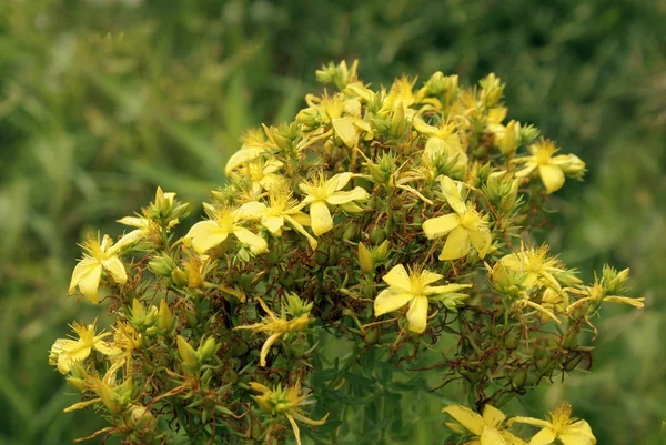 St.John 's Worth herb blooming — стоковое фото