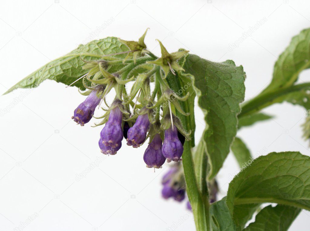 Comfrey herb close up