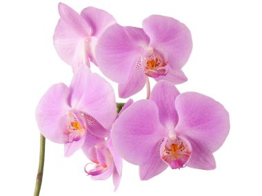 Pink orchid flowers isolated clipart