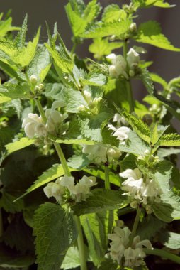 Dead-nettle herb with white flowers clipart