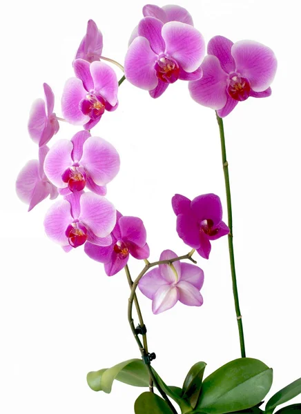 Orchideenblüten — Stockfoto