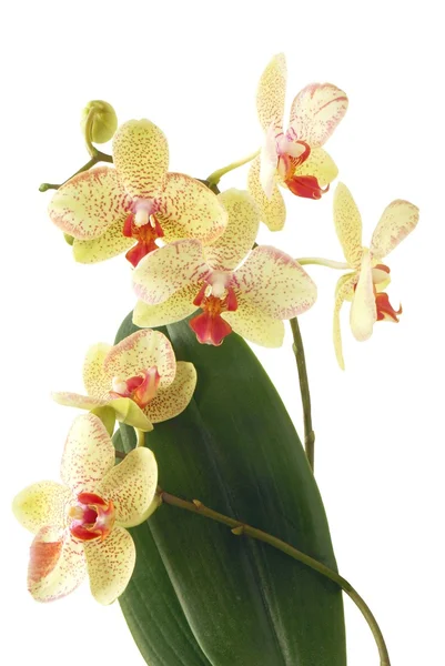 Blommor av orkidé — Stockfoto