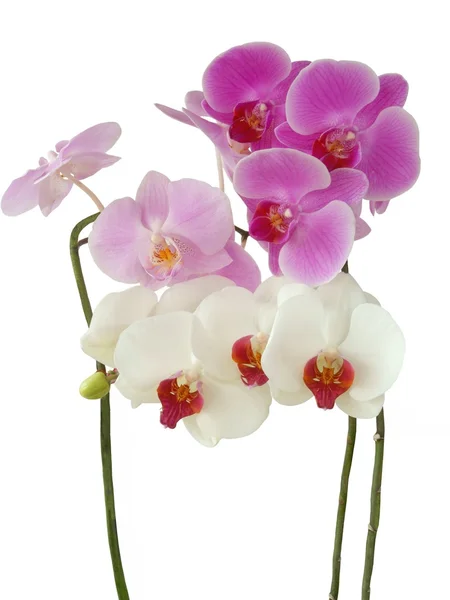Vielfarbige Orchideen — Stockfoto