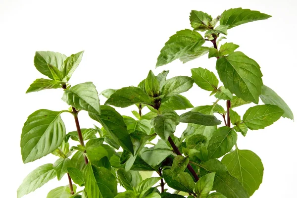 Mint herb — Stock Photo, Image