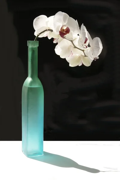 Ramita de orquídea blanca en col verde —  Fotos de Stock