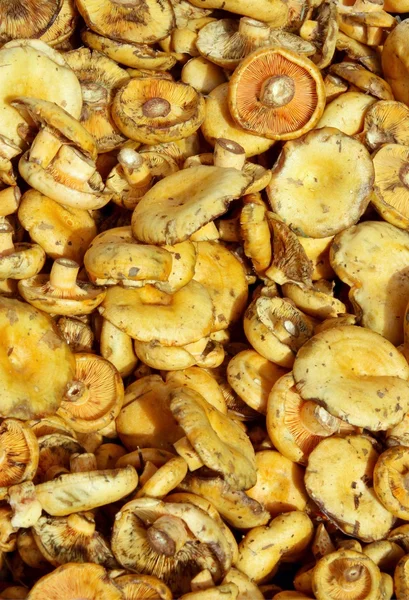 Ätliga svampar lactarius deliciosus — Stockfoto