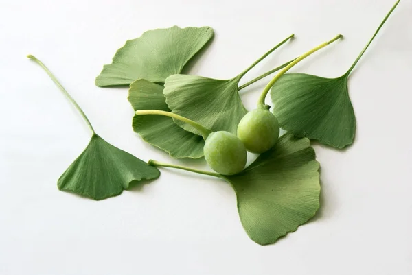 Листья и плоды гинкго билоба — стоковое фото