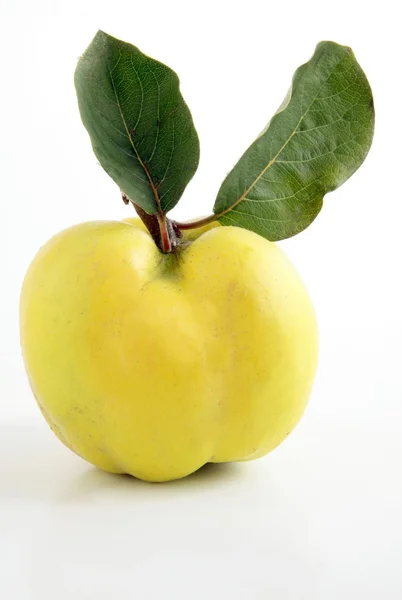 Желтый плод айвы — стоковое фото