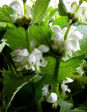 Dead nettle with white flowers as natural medicine clipart