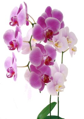 pembe ve mor çiçekler orkide
