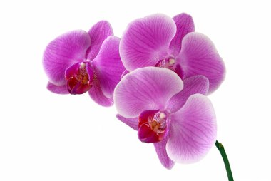 Mor orkide çiçeği.