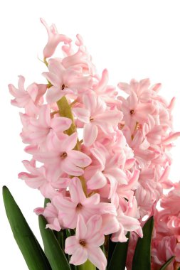 Pink hyacinth clipart