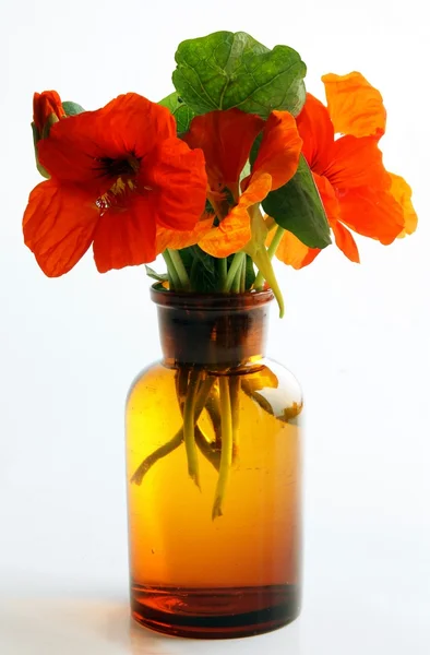 茶色のびん"静物の nasturtia 花の花束" — ストック写真
