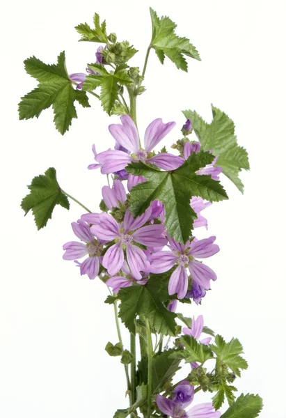 Hierba de malva con flor de lila —  Fotos de Stock