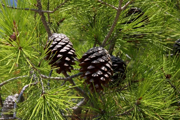 Conos de pino mediterráneo — Foto de Stock