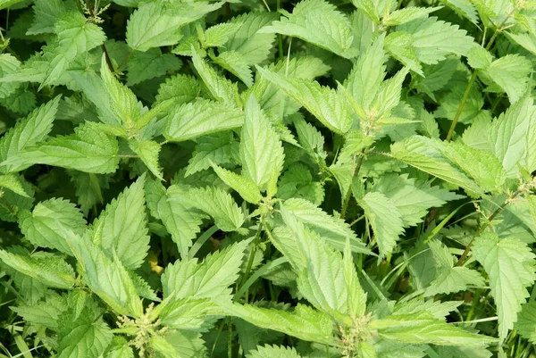 Gröna nässlor växter på en äng — Stockfoto