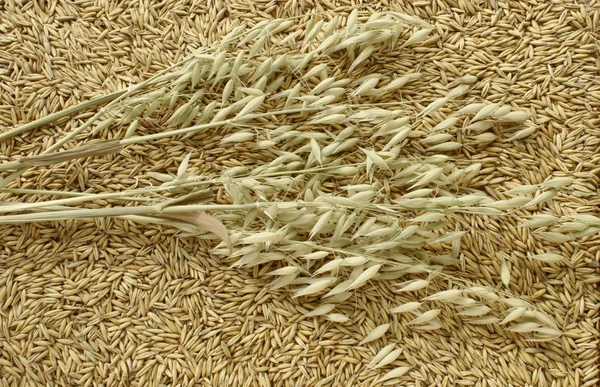 Ears and seeds of oat — Stock Photo, Image