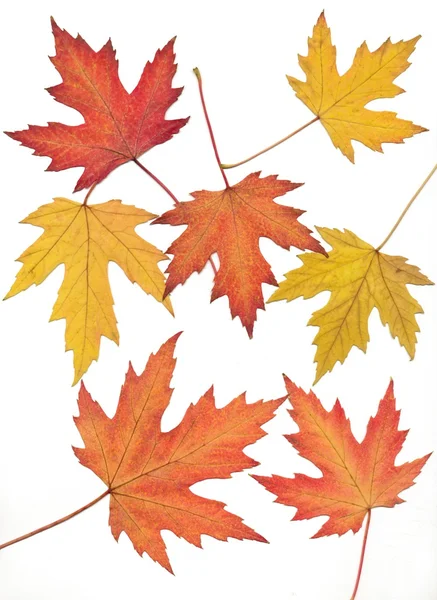 Červené, oranžové a žluté listy z javoru — Stock fotografie