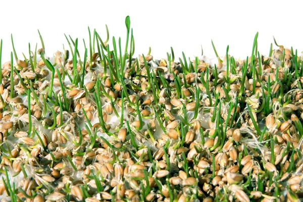 Germinação de sementes de trigo — Fotografia de Stock