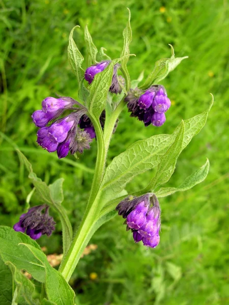 Comfrey herb with lila flowers at spring — Stock Photo, Image