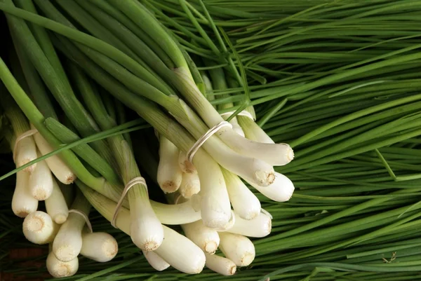 Cebollas blancas tempranas y cebolla verde — Foto de Stock