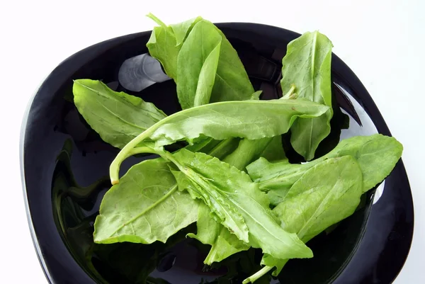 Grüne Blätter des Sauerampfers zum Kochen von Frühlingssuppe — Stockfoto