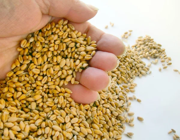 Wheat seeds in hand — Stock Photo, Image