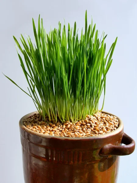 Grüne Sprossen und Samen von Weizen — Stockfoto