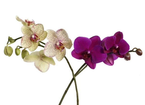 Lila och gul orkidé blommor — Stockfoto