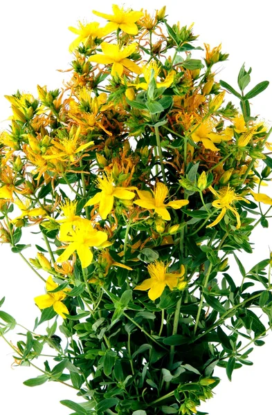 "St.Jon's wort" (hipericum) çiçek bitki — Stok fotoğraf
