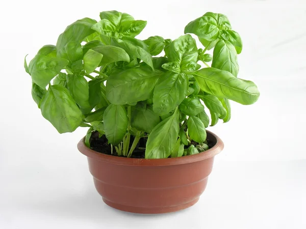 Basil herb in pot — Stok fotoğraf