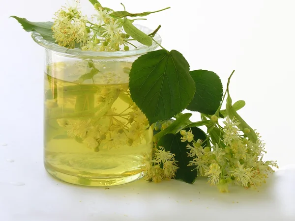 Linden tree blommor som naturmedicin — Stockfoto