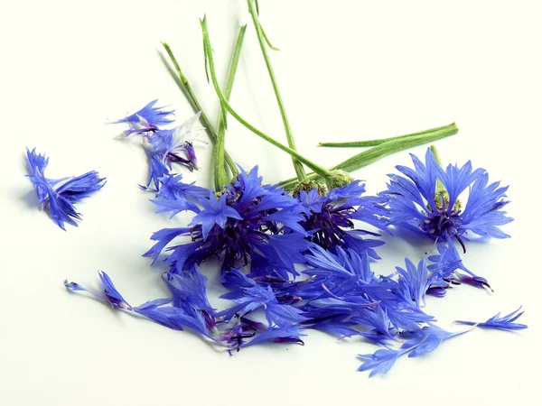 Bloemen van blauwe maïs planten als natuurlijke geneeskunde — Stockfoto