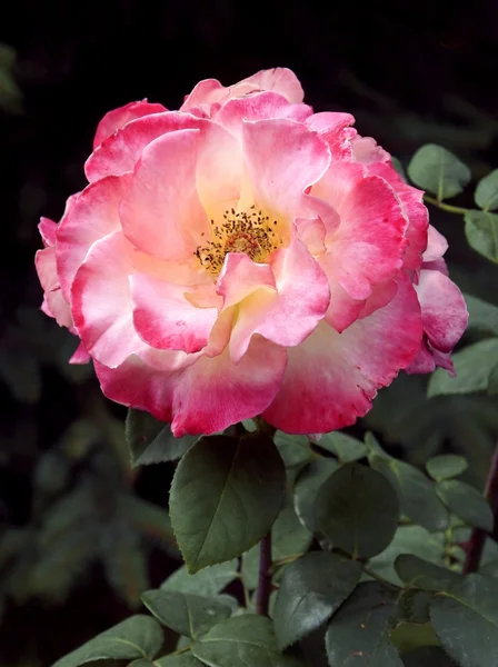 Lyserød rose - Stock-foto