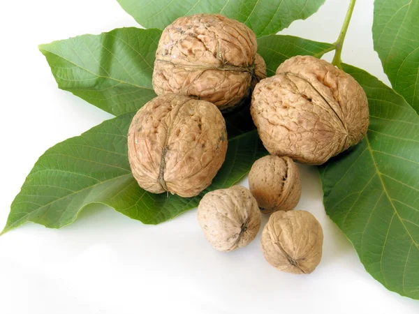 Small and big walnuts — Stock Photo, Image