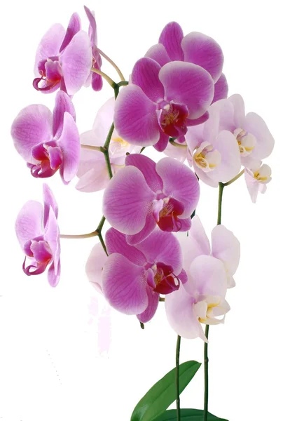 Rosa und violette Blüten von Orchideen — Stockfoto