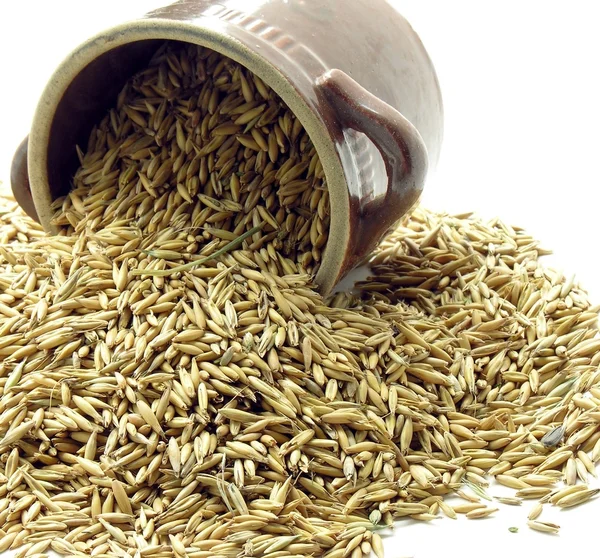 Seeds of oat — Stock Photo, Image