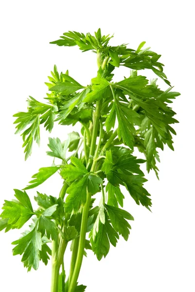 Folhas aromáticas verdes de salsa — Fotografia de Stock