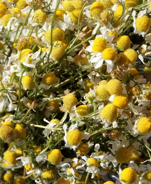 Chamomile herb — Stock Photo, Image