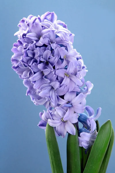 Lila hyacinth on blue background — Stock Photo, Image