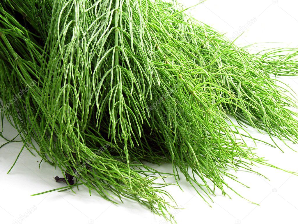 Green fresh horsetail herb