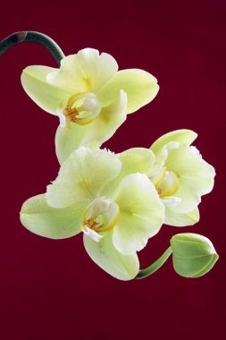 Yellow orchid on purple background clipart