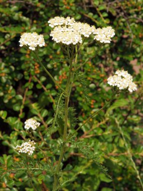 çiçek açan yarrow herb