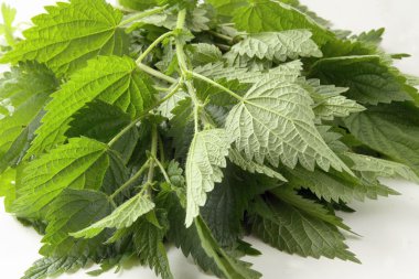 Nettle herb clipart